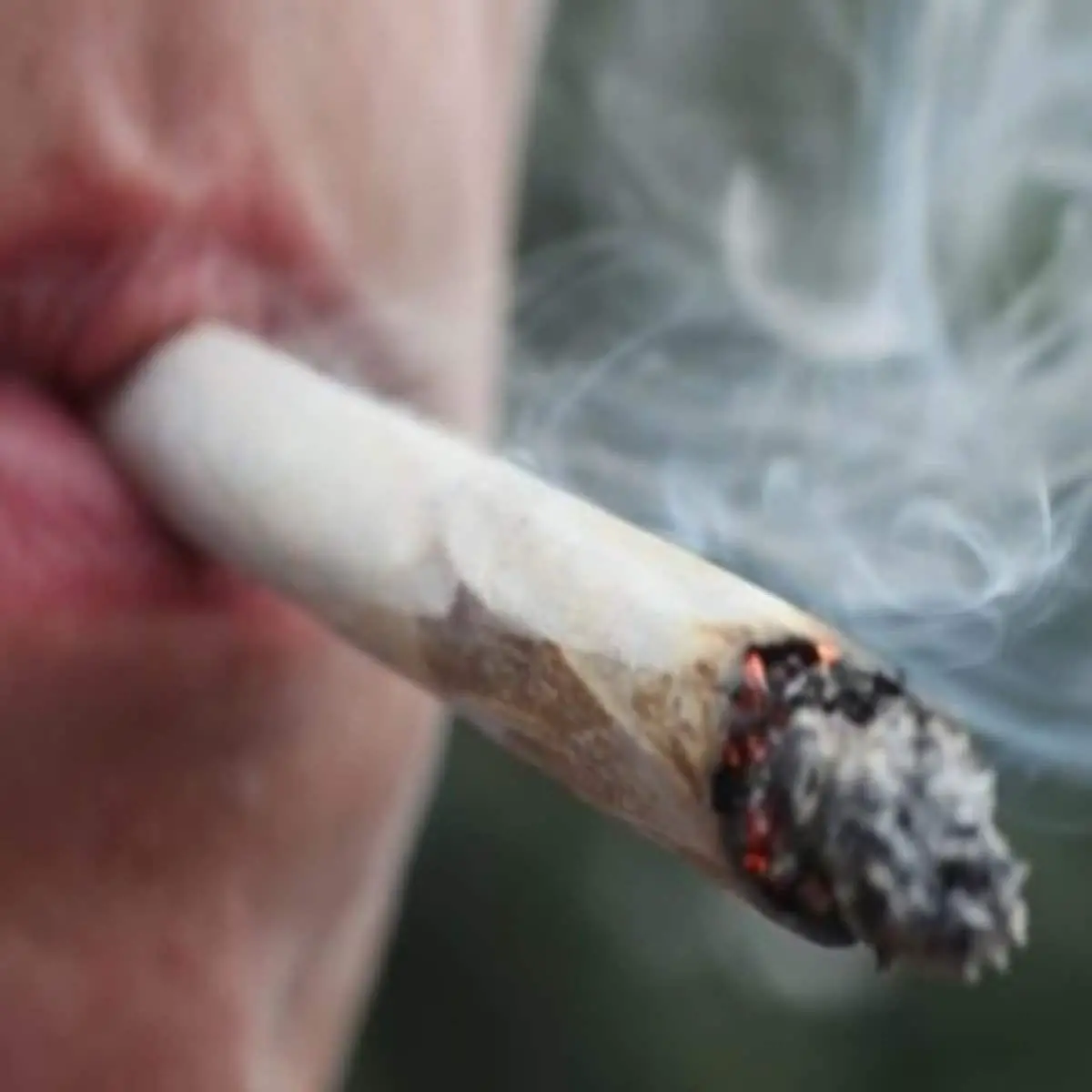 Bill proposed to legalize marijuana in Wisconsin : wisconsin
