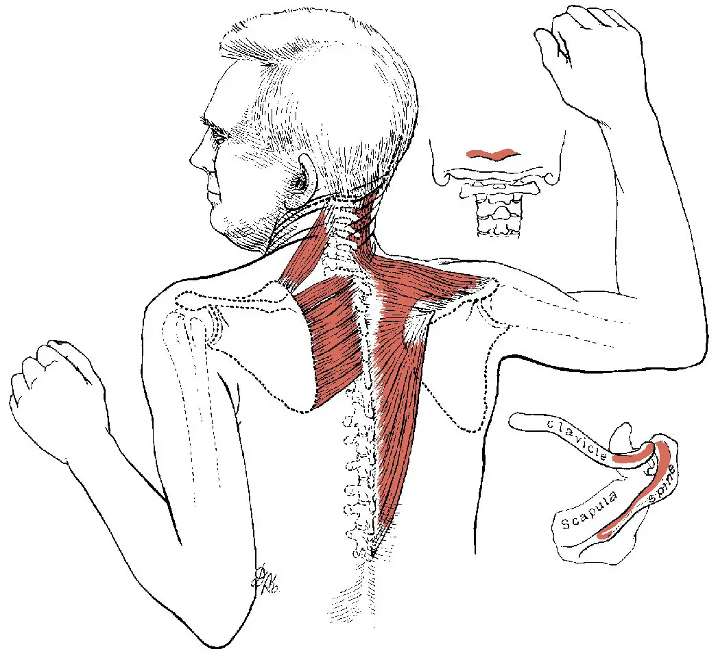 Do You Have Trapezius Muscle Spasm In Your Upper Back ...
