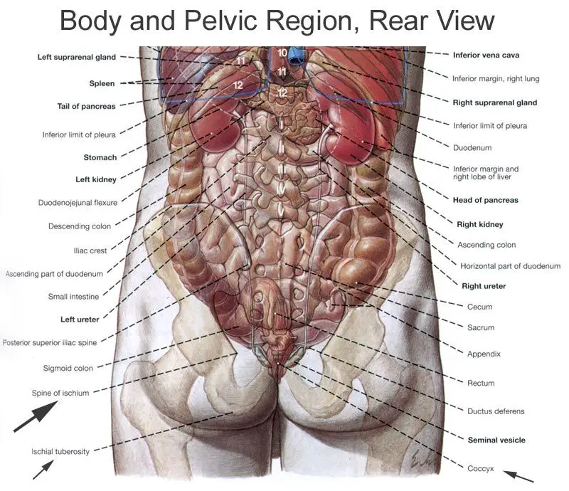 human organs diagram back view