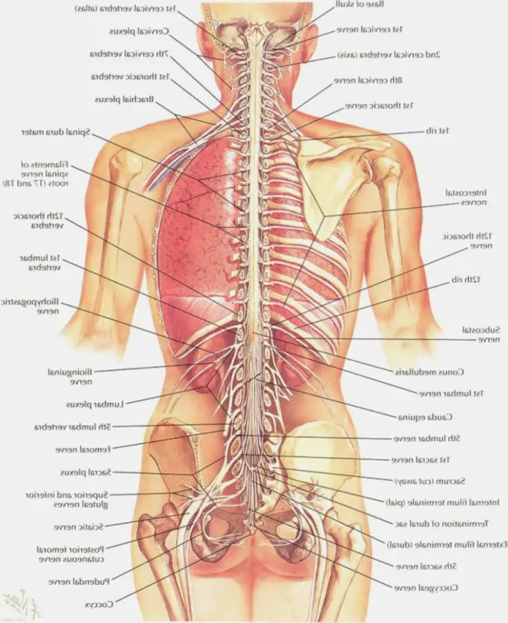 Lower Back Anatomy Pictures