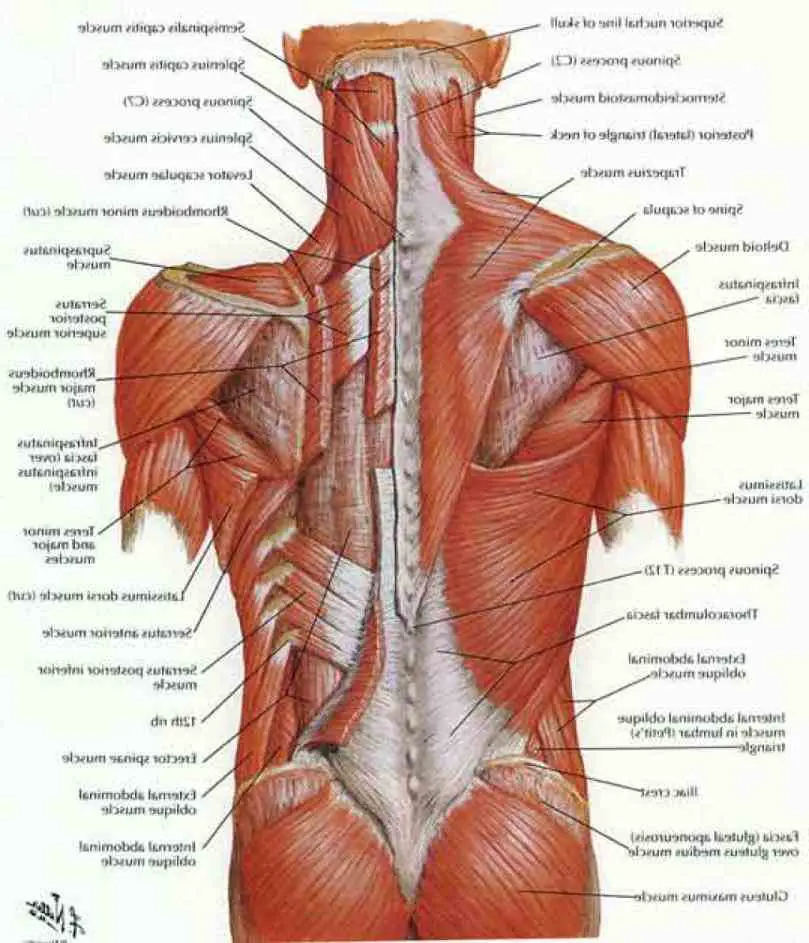 Lower Back Muscle Anatomy