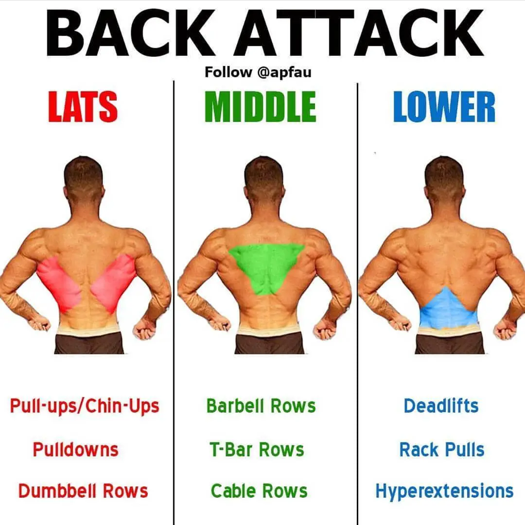Lower Back Muscles Worked / Lower Back Exercises: Ease Your Lower Back ...