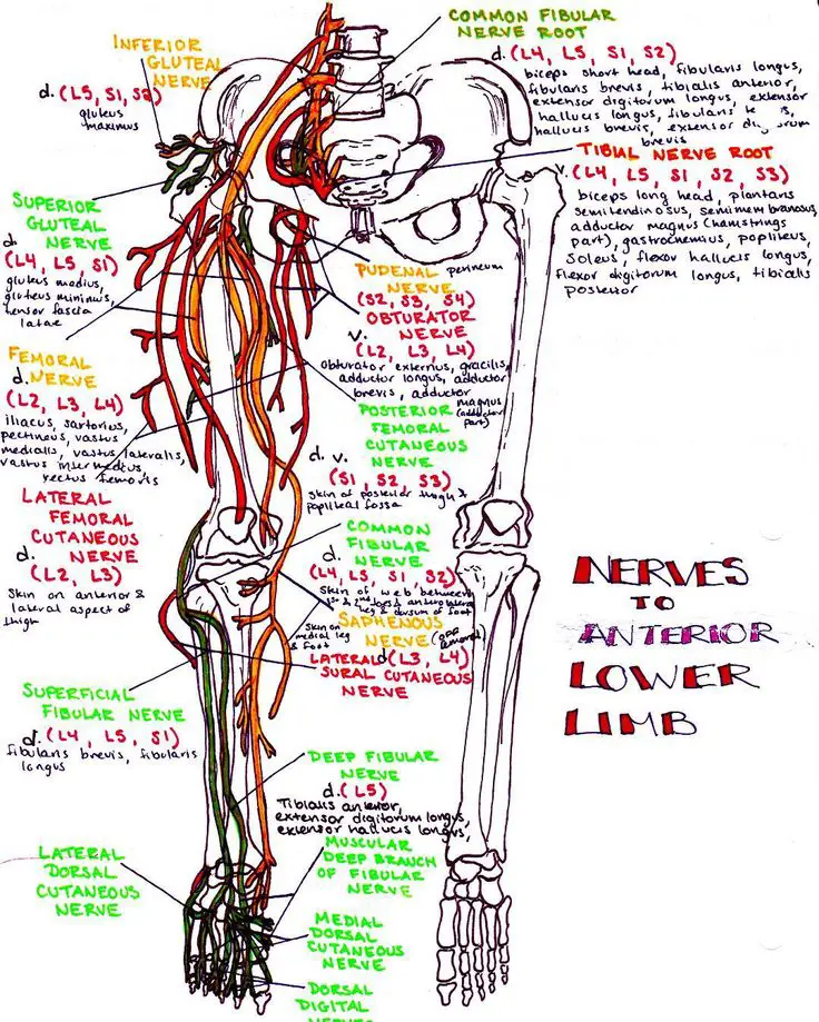 Lower Back Nerves Body Diagram / Sciatica is the disruption of the ...