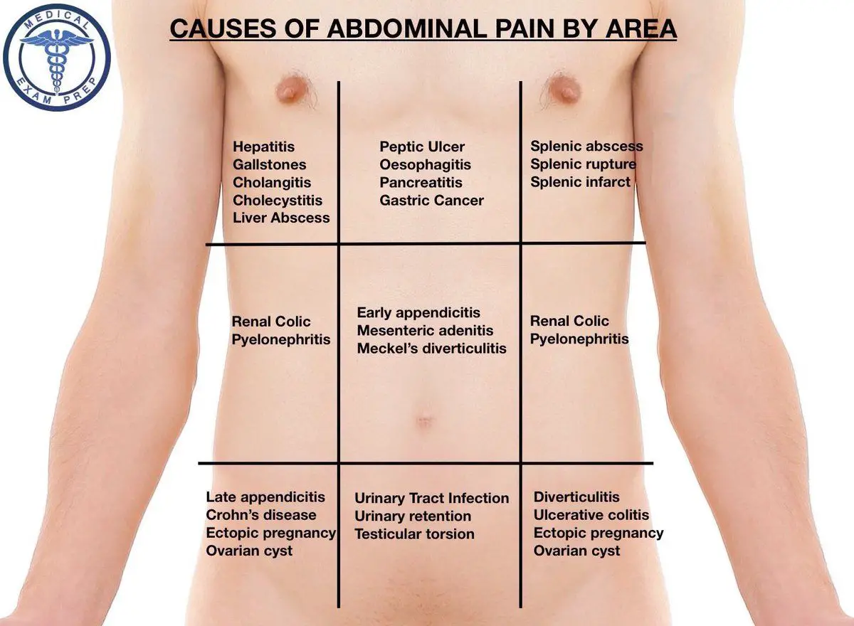 Organ Pain In Left Side Of Back : Lower left back pain