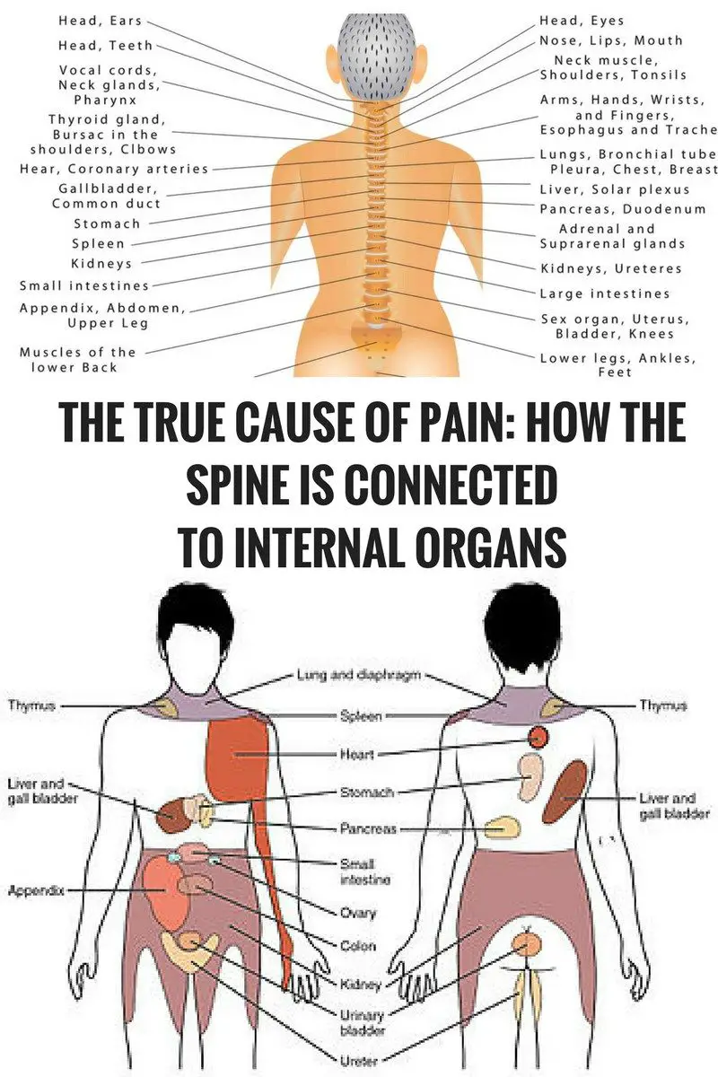 Organs Located In Lower Back : Female Lower Back Anatomy Internal ...