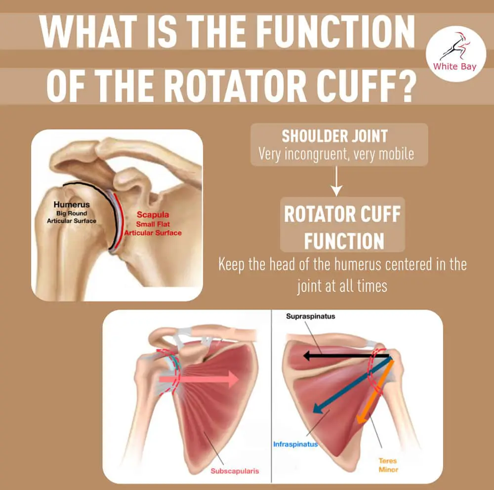 Rotator Cuff Tears: You can get back to normal even with a full Rotator ...