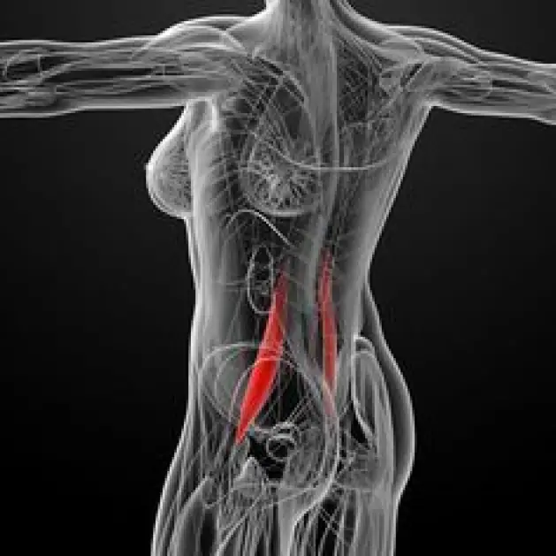The psoas muscle may be the most important muscle in your body. Read on ...