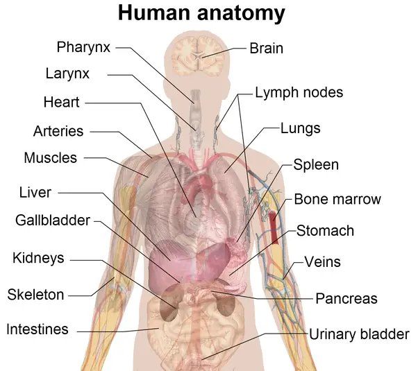 What organs are on the right side of your back?
