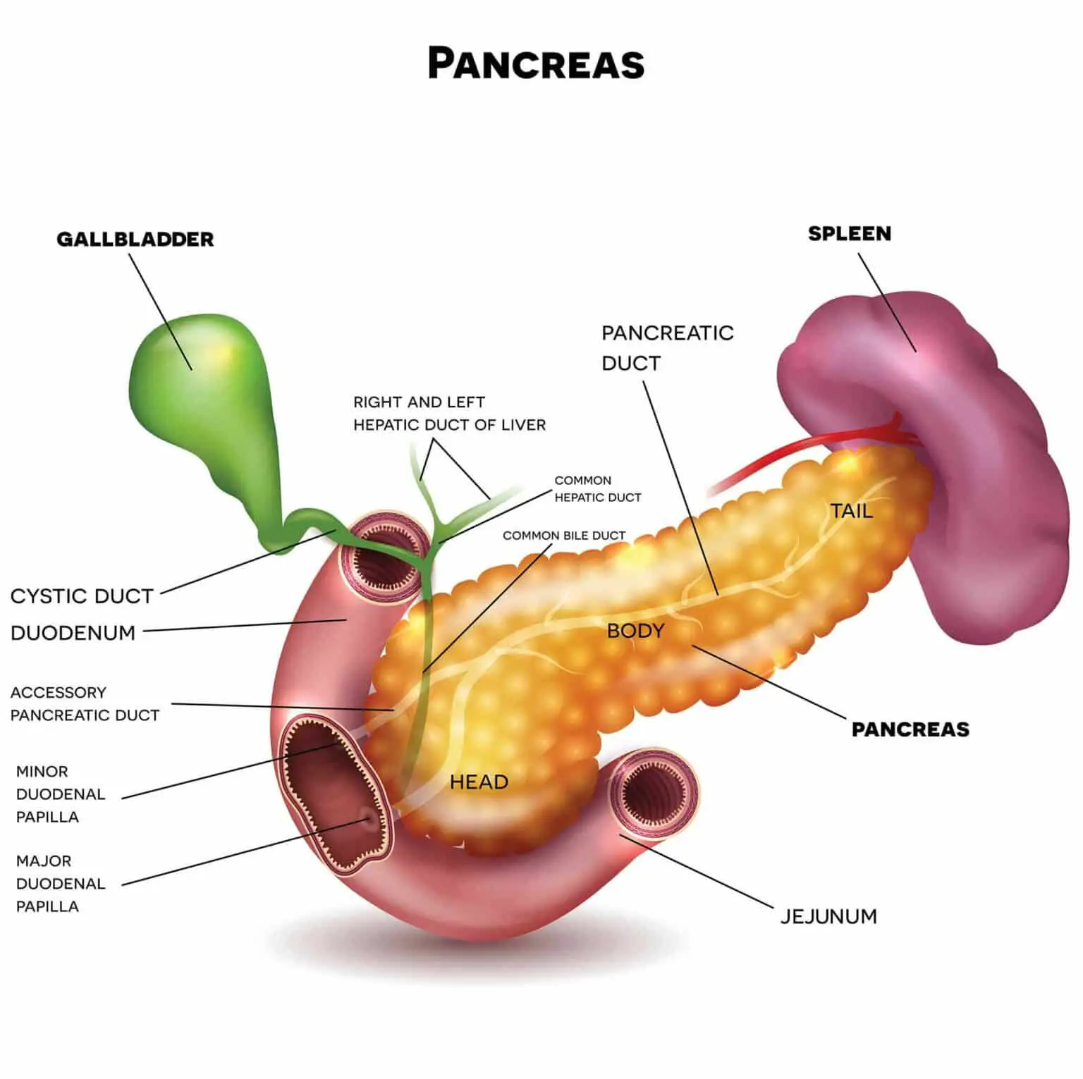 Where Is Pancreatic Cancer Pain Felt
